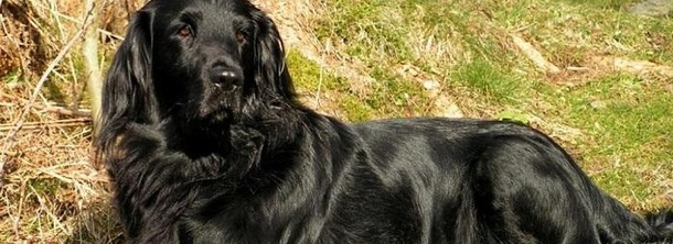 Прямошёрстный ретривер