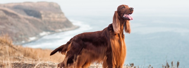 Ірландський сетер