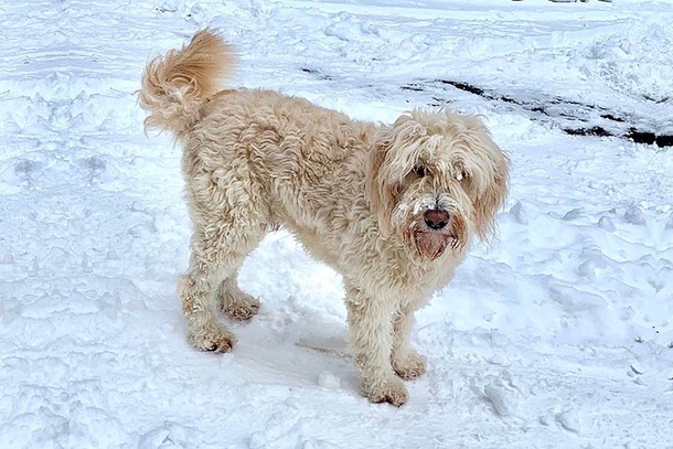 Барбадо да Терсейра