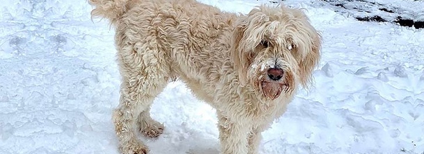 Барбадо да Терсейра