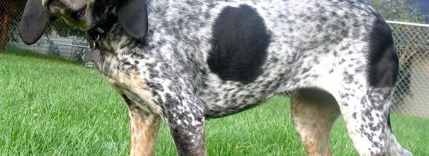 Крапчасто-блакитний кунхаунд