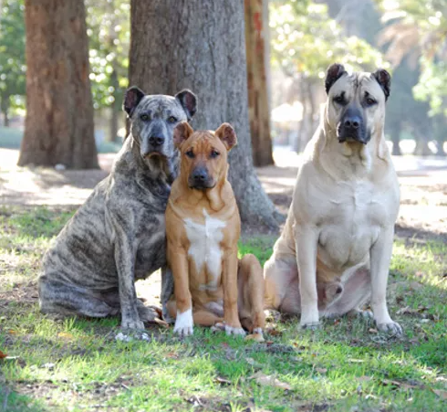 Уругвайский симаррон