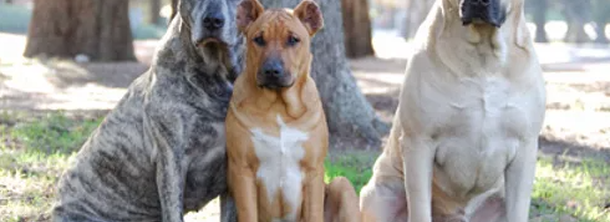 Уругвайский симаррон