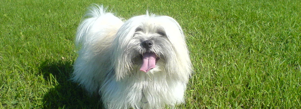 Котон де Тулеар