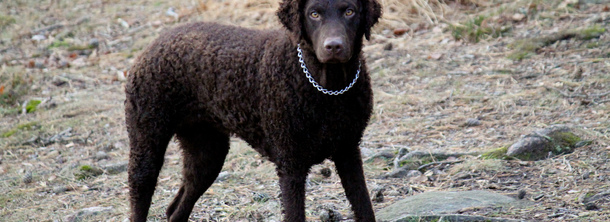 Кучерявий ретривер