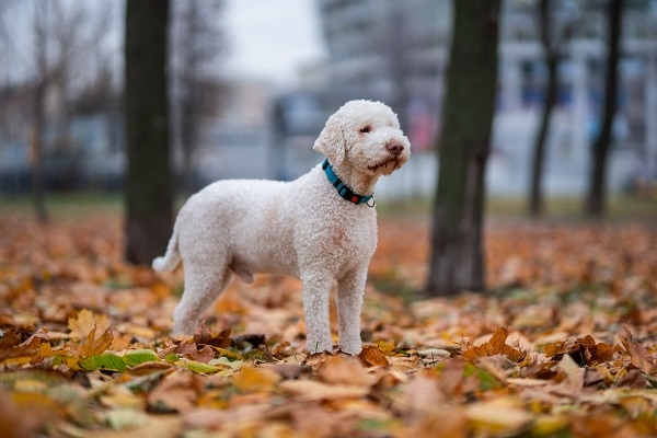 Лаготто романьоло