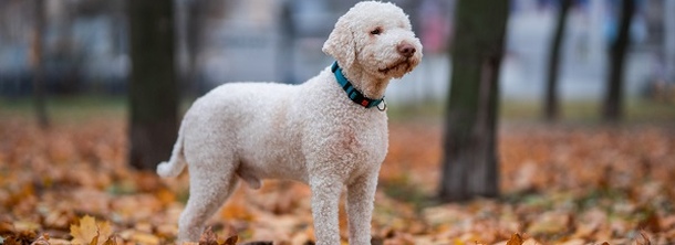 Лаготто-романьоло