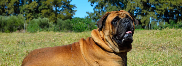 Бульмастіф