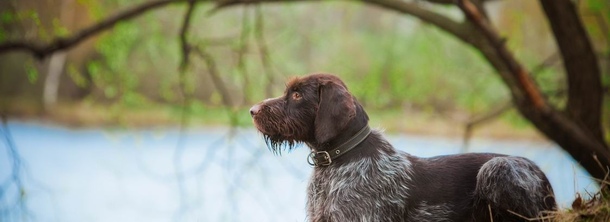 Немецкая жесткошерстная легавая собака