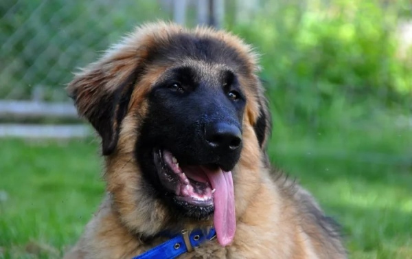 Вівчарка ештрельська