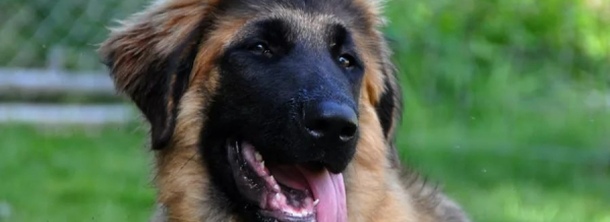 Вівчарка ештрельська