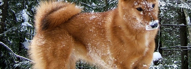 Финский шпиц