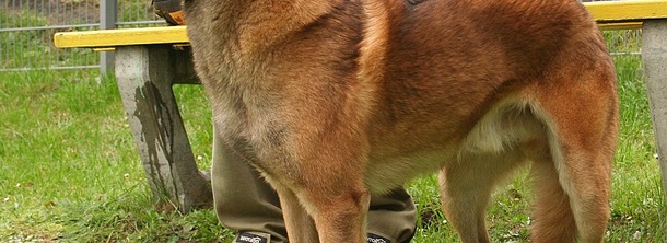 Бельгійська вівчарка малінуа