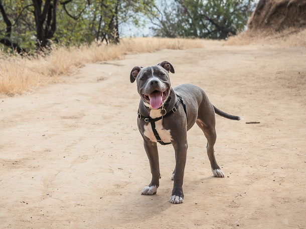 Американский стаффордширский терьер