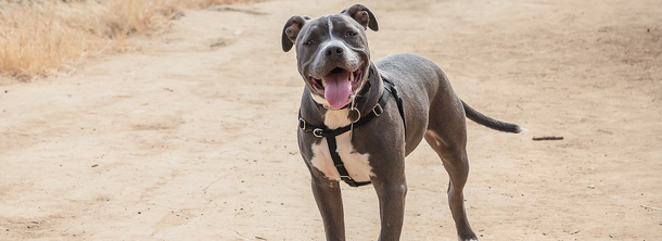 Американский стаффордширский терьер