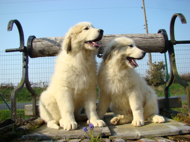 Великий піренейський гірський собака