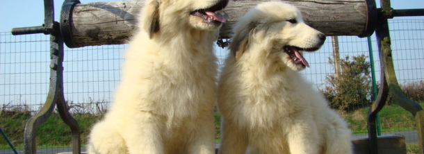 Великий піренейський гірський собака