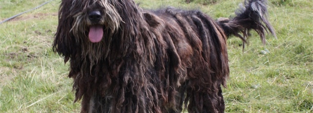 Бергамська вівчарка