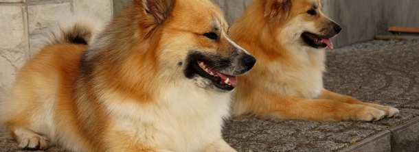 Ісландський собака