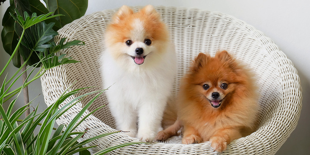 Німецький шпіц