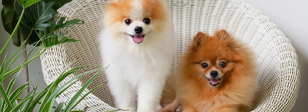 Німецький шпіц