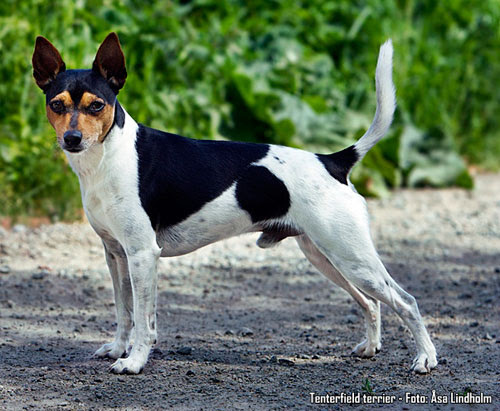 Тентерфилд-терьер
