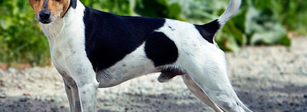 Тентерфілд тер'єр