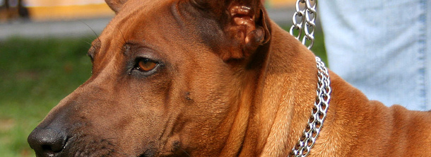 Тайский риджбек