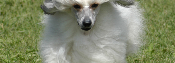 Китайський хохлатий собака