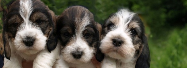 Вандейский бассет-гриффон