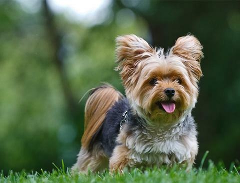 Йоркширський тер'єр