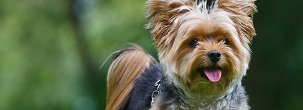 Йоркширський тер'єр