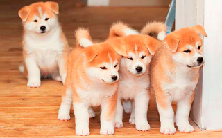 Грайливі цуценя Акіта-іну