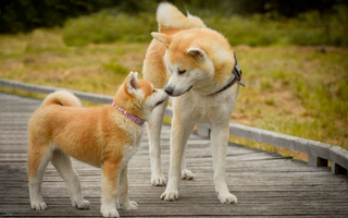 Акіта-іну з цуценям