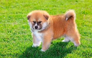 Цуценя Акіта-іну на природі