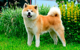 Доросла Акіта-іну