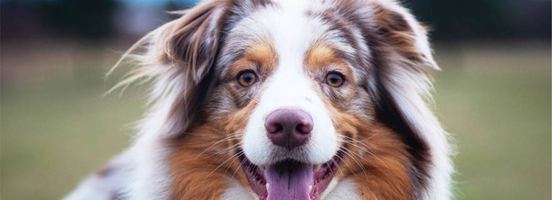 Австралийская овчарка