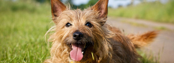 Австралійський тер'єр