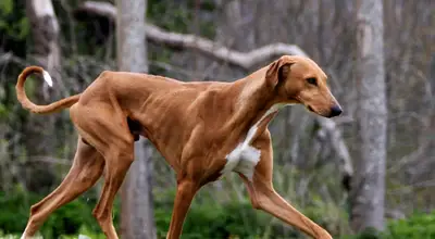 Азавак