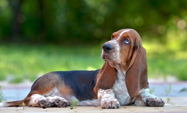 Бассет хаунд