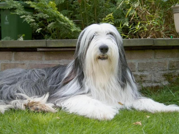 Бородата коллі