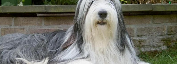 Бородатый колли