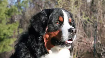 Бернский зенненхунд
