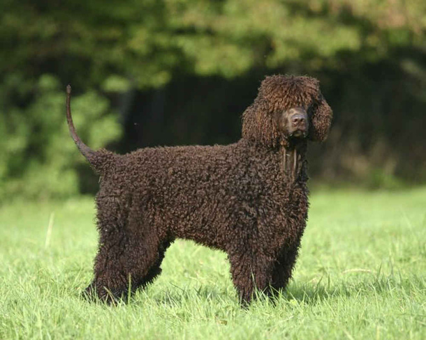 Ірландський водяний спанієль