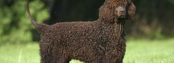 Ірландський водяний спанієль