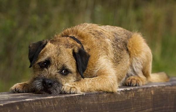 Бордер тер'єр