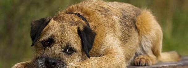 Бордер-терьер