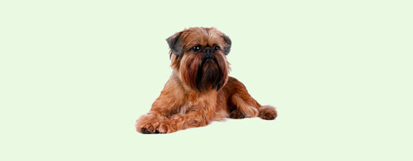 Брюссель Гриффин