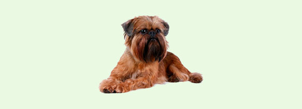 Брюссельський грифон