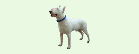 Бультерьер